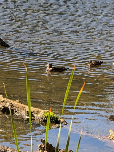 Wood Duck observed by aargon