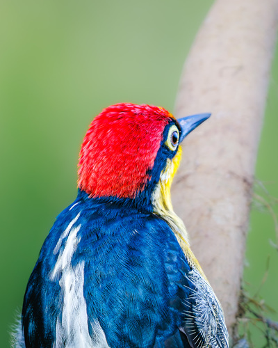 Yellow-fronted Woodpecker