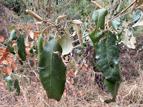 Croton insularis observed 2026-10-17