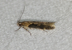 Chionodes mediofuscella