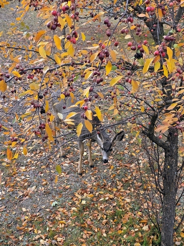 Mule Deer observed by solarfall