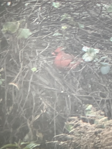 Northern Cardinal observed by bluekirby