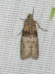 Tlascala reductella
