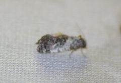 Maliattha synochitis