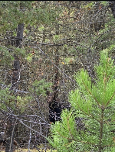 Moose observed by solarfall