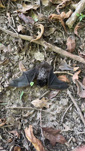 Silver-haired Bat observed by patchoulioil_