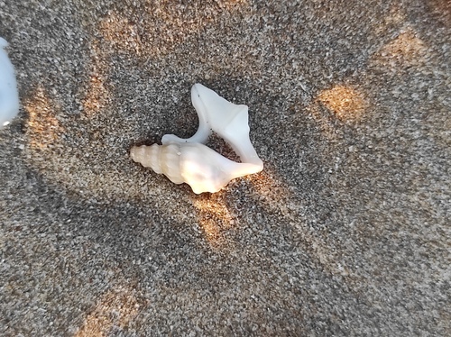 Aporrhais pespelecani observed 2026-10-17