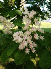 Aesculus hippocastanum