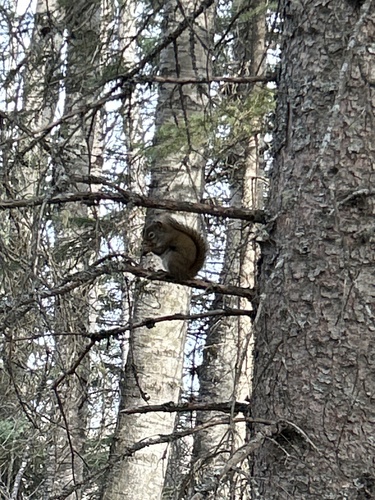 American Red Squirrel observed by zureb