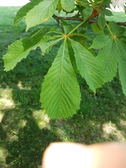 Aesculus hippocastanum