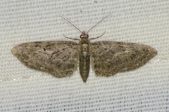 Eupithecia tripunctaria