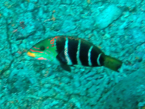 Hemigymnus fasciatus observed 2026-10-16