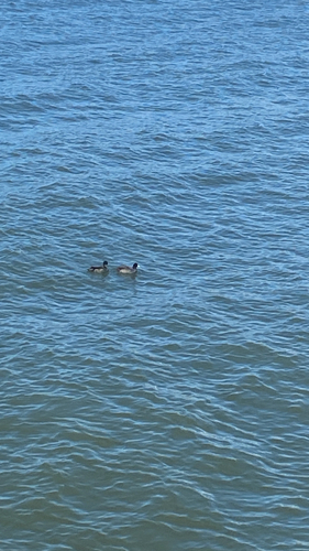 American Coot observed by declancopping