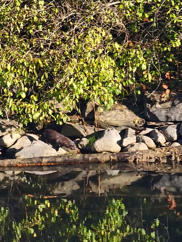 American Mink observed by mattgorman