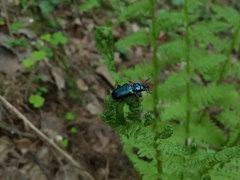 Platycerus caprea