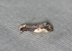 Monopis longella