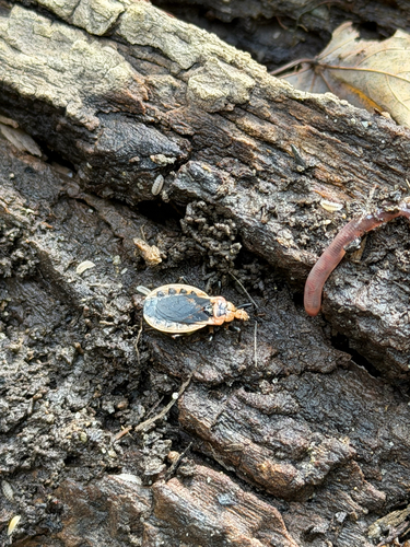 Scarlet-bordered Assassin Bug