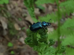Platycerus caprea
