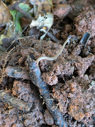 Red-bellied Snake