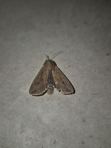 Armyworm Moth