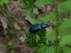 Platycerus caprea