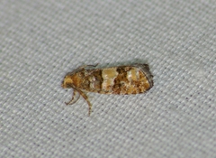 Eucopina tocullionana