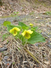 Viola pubescens