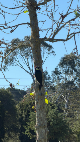 Acorn Woodpecker observed by grant_cota