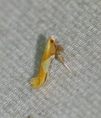 Caloptilia packardella