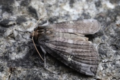 Tethea ampliata