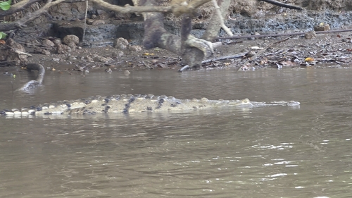 American Crocodile observed by steven82133