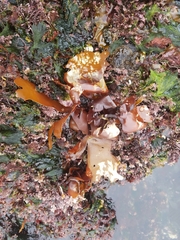 Constantinea rosa-marina