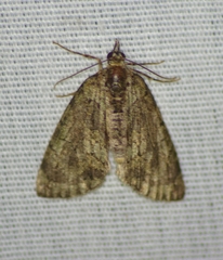 Hydriomena transfigurata