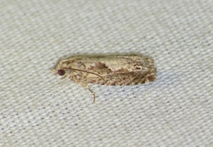 Gretchena concubitana