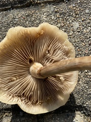 Oxyporus rufus