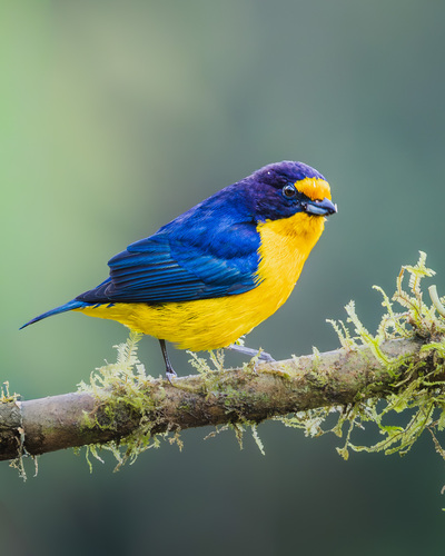 Violaceous Euphonia