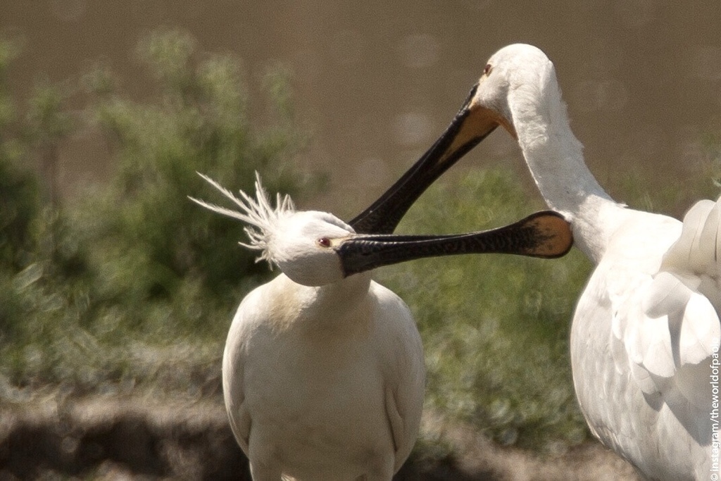 Foto de Eurasian Spoonbill