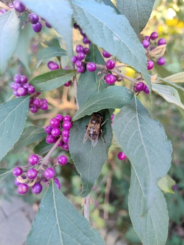 Common Drone Fly