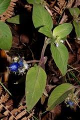 Coccocypselum lanceolatum