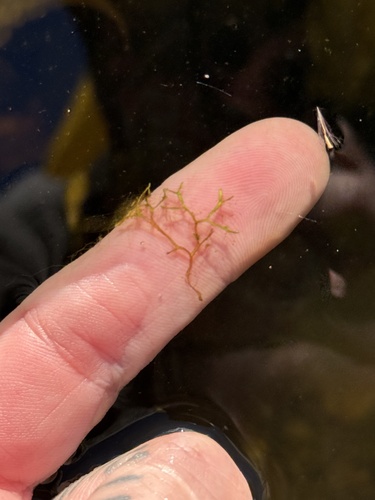 Riccia fluitans observed 2026-10-17