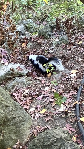 Striped Skunk observed by kajetanw