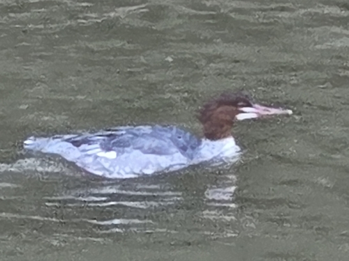 Typical Mergansers observed by dp1992