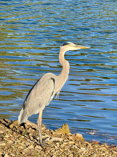 Great Blue Heron observed by maxabutler