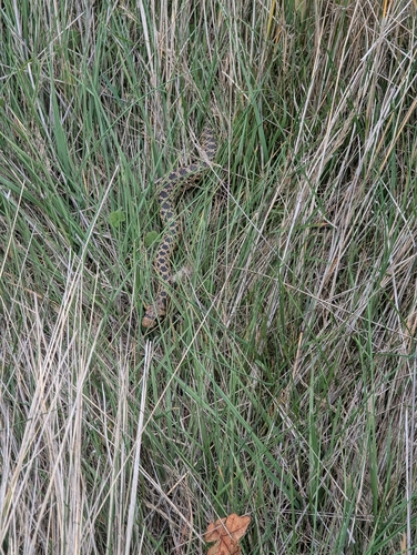 Gopher Snake observed by imsects