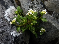 Cochlearia groenlandica
