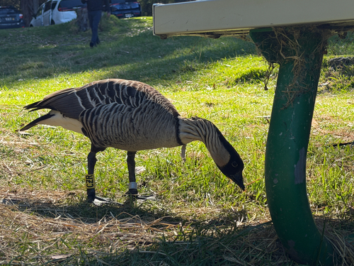 Branta sandvicensis observed 2026-10-14