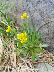 Draba grandis