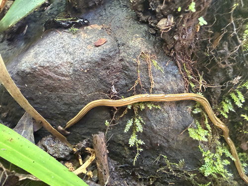 Bipalium kewense observed 2026-10-13