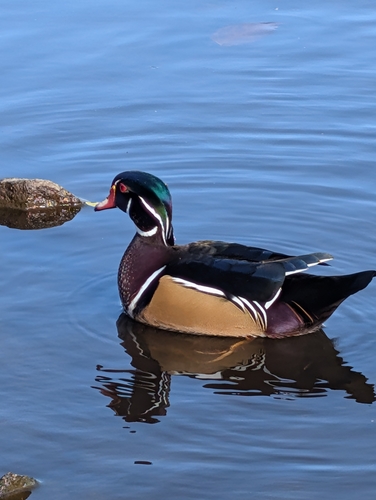 Wood Duck observed by balconygardener