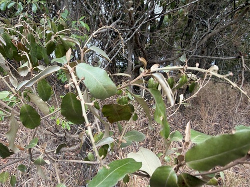 Croton insularis observed 2026-10-17
